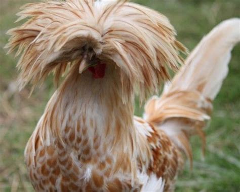 Pin By Morgan Blum On Aminuls 3 Fancy Chickens Chickens Chickens