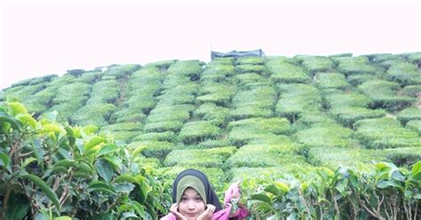 Tempat ini antara ladang strawberi yang popular di cameron highlands. Ladang Teh di Cameron Highlands - ! Love Is Cinta