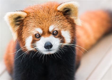 Red Panda Currumbin Wildlife Sanctuary