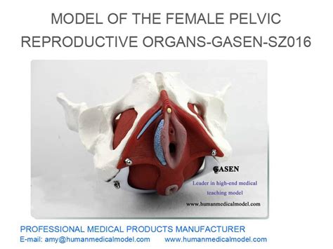 Structure Bladder Organ Model Of The Female Pelvic Reproductive Organs Gasen Sz016 Youtube