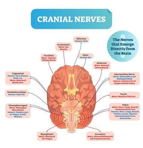 What Are The 12 Cranial Nerves My XXX Hot Girl