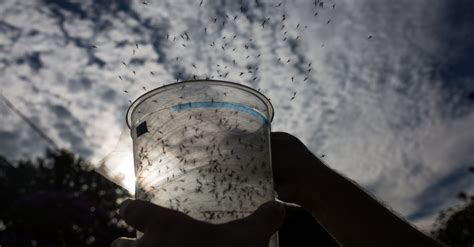 Zika Virus Rumors And Theories That You Should Doubt The New York Times