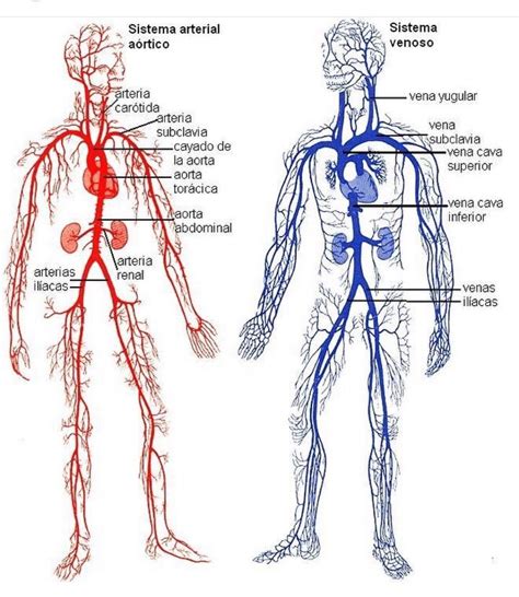 10 Dibujo De Las Principales Arterias Del Cuerpo Humano