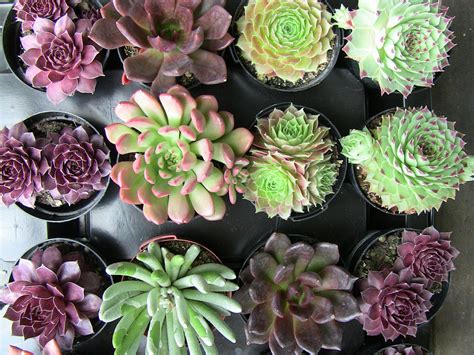 Zudem erfolgt die wasseraufnahme der pflanzen auch über ihre wurzeln im boden. Mediterrane Pflanzen für den Garten - Garten, Haus ...