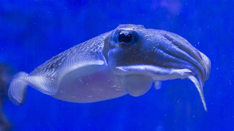 Squid eyes have it — perfect lenses that could inspire ...