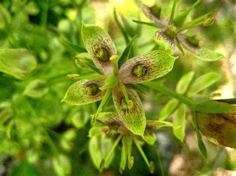 Find discount flowers and cheap flower delivery at proflowers. Plants Amaze Me: Allegan Forest, Allegan County Michigan ...