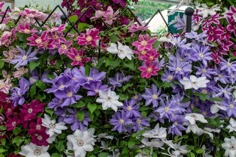 Maybe you would like to learn more about one of these? Thorncroft Clematis prepares for Chelsea excellence