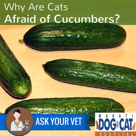 Why Are Cats Afraid Of Cucumbers Makati Dog And Cat Hospital