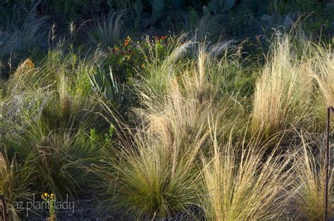 Mexican Feather Grass Planted In A Southwestern Garden Beautiful