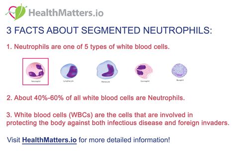 Segmented Neutrophils 3 Quick Facts