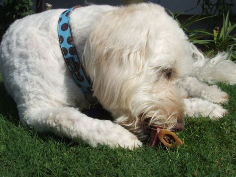 If your dog is suspected of having multiple myeloma, a veterinary oncologist would best manage the definitive diagnosis and treatment of your dog. God's Butter - Marrow bones - We are not Foodies