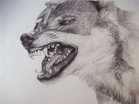 Lobo Dibujo A Lapiz Imagenes De Lobos Dibujados Imagui