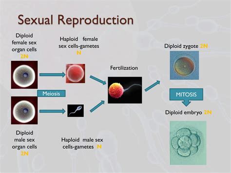 Ppt Reproduction Ways Of Reproducing Powerpoint Free Nude Porn Photos