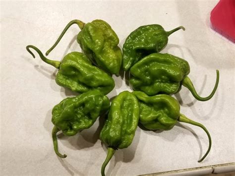 Hot Pepper ‘big Mustard Mama Seeds Certified Organic Garden Hoard