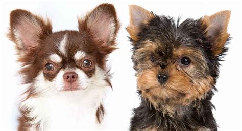 If yes, what subject(s) do you find the most interesting? Yorkie vs Chihuahua - Which Toy Breed Is the Perfect Puppy?