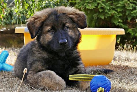 How To Train A German Shepherd Puppy 5 Fun Working Tips