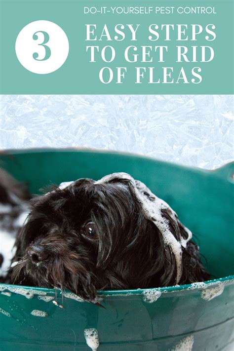 3 Easy Steps To Get Rid Of Fleas Quickly Diy Pest Control Guide