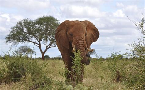 El Elefante Africano En Peligro De Extinción Por El Tráfico De Marfil