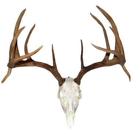 Huge Replica Whitetail Deer Skull W Antlers 23 Wide By Gemskulls9