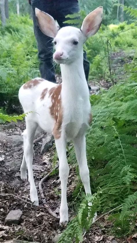 Rare Piebald Deer Known For Unusual Markings Find Home With