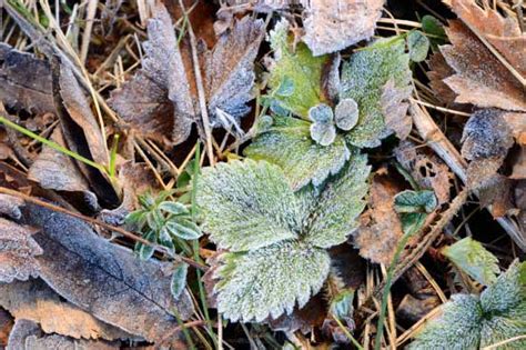 However, when used too much or at the wrong the type of grass you have will also determine when it is too cold to fertilize your lawn. How to Reduce Winter Cold Damage to Your Lawn - Soil Alive