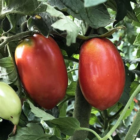 Seeds For Amish Paste Tomato Solanum Lycopersicum Amkha Seed