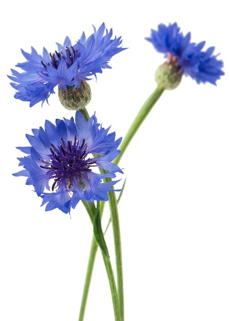 Premium Photo Bouquet Of Blue Cornflowers