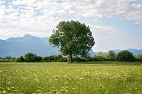Big Tree In The Meadow Free Image Download