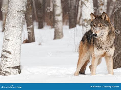 Il Lupo Grigio Lupus Di Canis Sta Fra Gli Alberi Immagine Stock