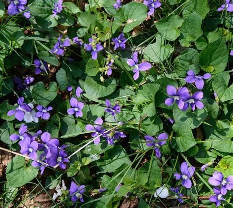 Ground Cover With Purple Flowers Balifas