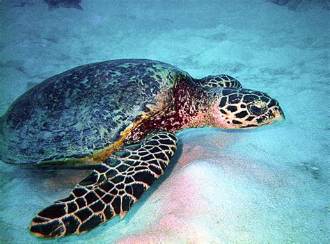 Turtle Great Barrier Reef Queensland Australien Mbild Reseguiden