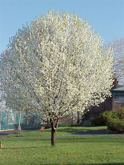 Dnr Avoid Planting Ornamental Pear Trees