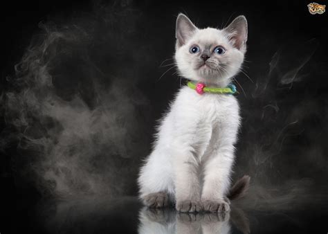 How second hand smoke affects your pets | Pets4Homes