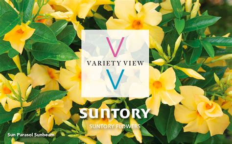 Suntory Flowers Variety View Venice Florida Wins Sunbeam Award