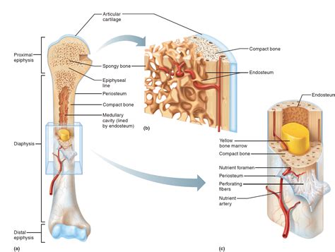 The Structure Of A Long Bone Is Illustrated Showing The Location Of
