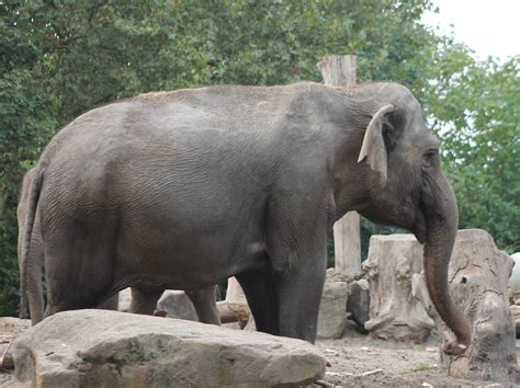 Asian Elephant Zoochat