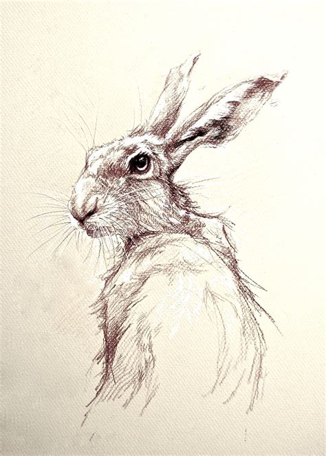 Hare Drawing