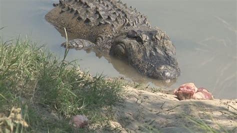 East Texan Captures 700 Lb Alligator In Neighborhood