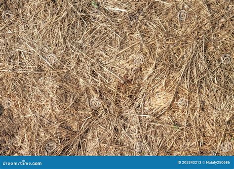 Dry Grass Hay Macro Detailed Farm Agricultural Abstract Texture Or