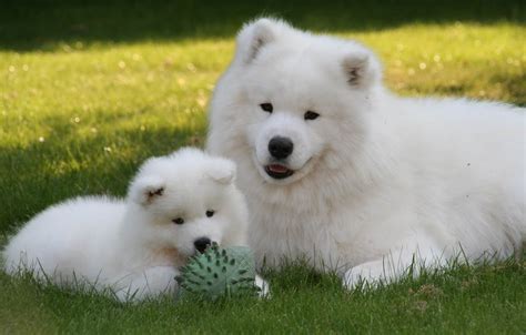 The Top 12 Fluffiest Dog Breeds That Ever Floofed Barkpost
