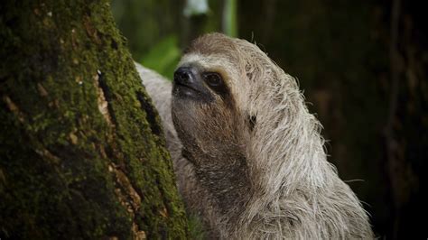 7 Sloths Who Are Almost Too Adorable To Throw Off The Top Of The