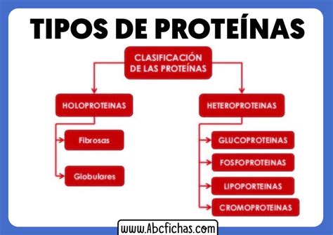 Clasificación Y Tipos De Proteínas