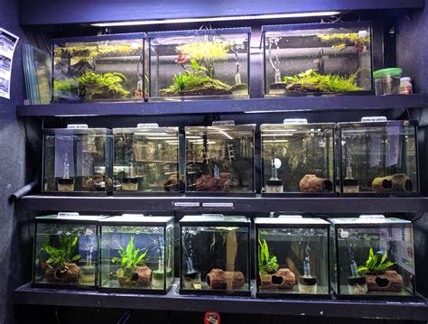 To speak with a store designer about all of our pet store shelving display solutions, contact handy store fixtures today! Shout out to my local pet store, Critter Jungle in Ottawa ...