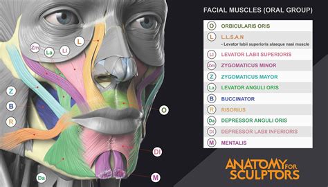 Artstation Facial Muscles Oral Group