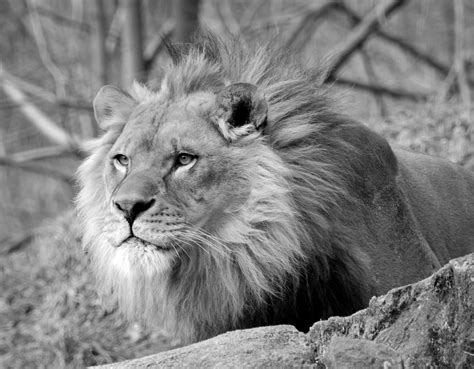 Grayscale Photography Of Lion Hd Wallpaper Wallpaper Flare