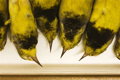 Extinct Bachmans Warbler Specimens Zoology Division Of Birds