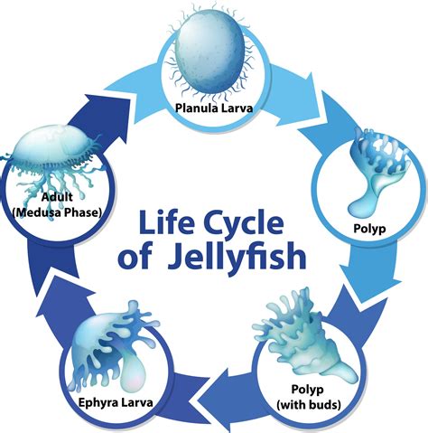 Diagram Showing Life Cycle Of Jellyfish 2680325 Vector Art At Vecteezy