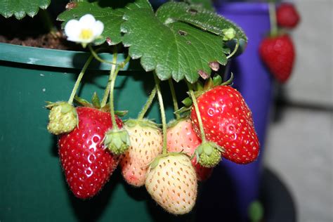 How to multiply strawberry plant ~ Cara mengembang biakkan strawberry ...