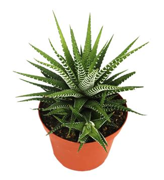 Cactus and succulents are best greenery for indoor table tops. Yugen Agro Garden|One of the largest Nursery|Kottai ...