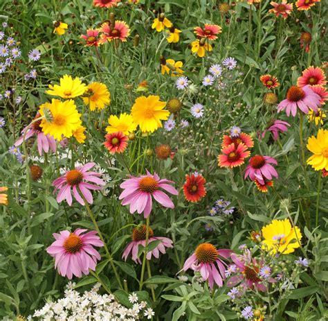 Here is a list of beautiful flowers that bees (and butterfies) one of the best nectar producers. Honey Bee Seed Mixture|Applewood Seed Company